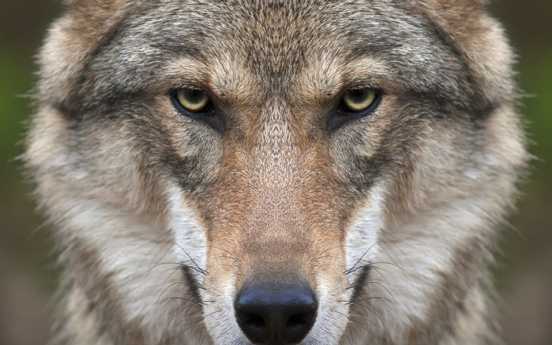 animais mamífero vida selvagem lobo animal selvagem predador pele cinegrafista cão natureza jardim zoológico olho retrato cabeça fofo