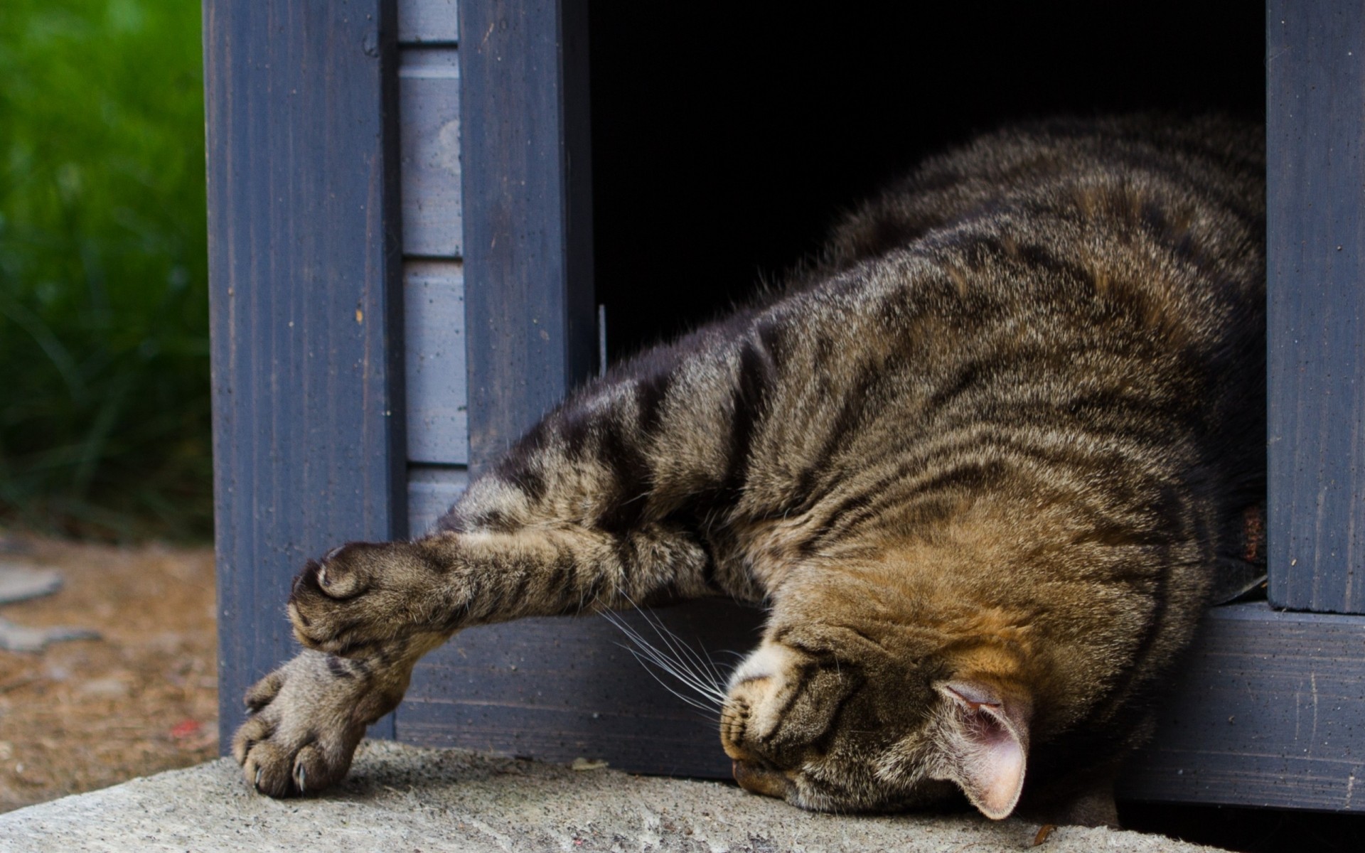 gatti gatto animale animale domestico gattino carino mammifero ritratto domestico sonno pelliccia occhio giovane adorabile natura piccolo vista