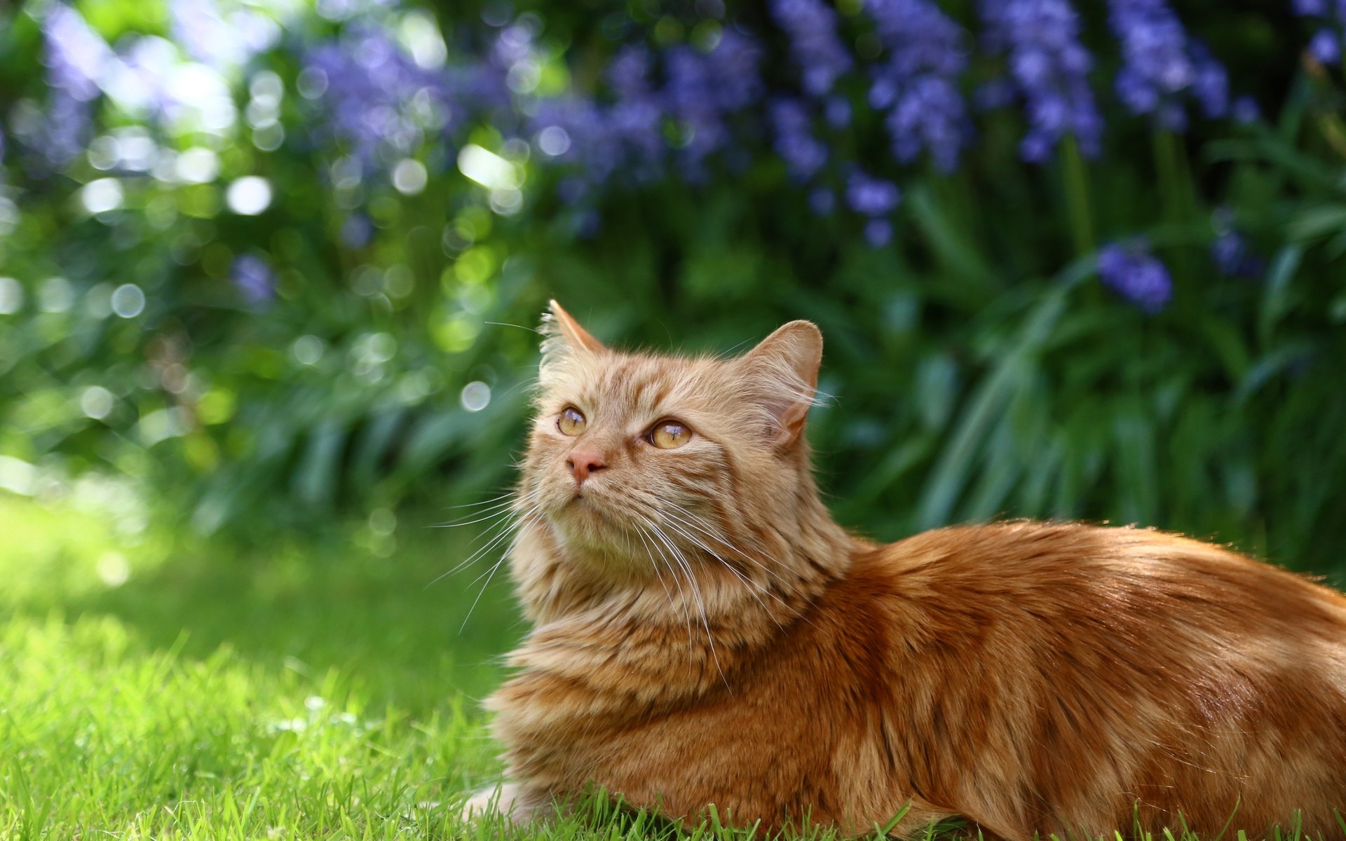 gatos grama animal natureza fofa gato mamífero retrato pele pequeno animal de estimação jovem olho campo gato vermelho gato fofo