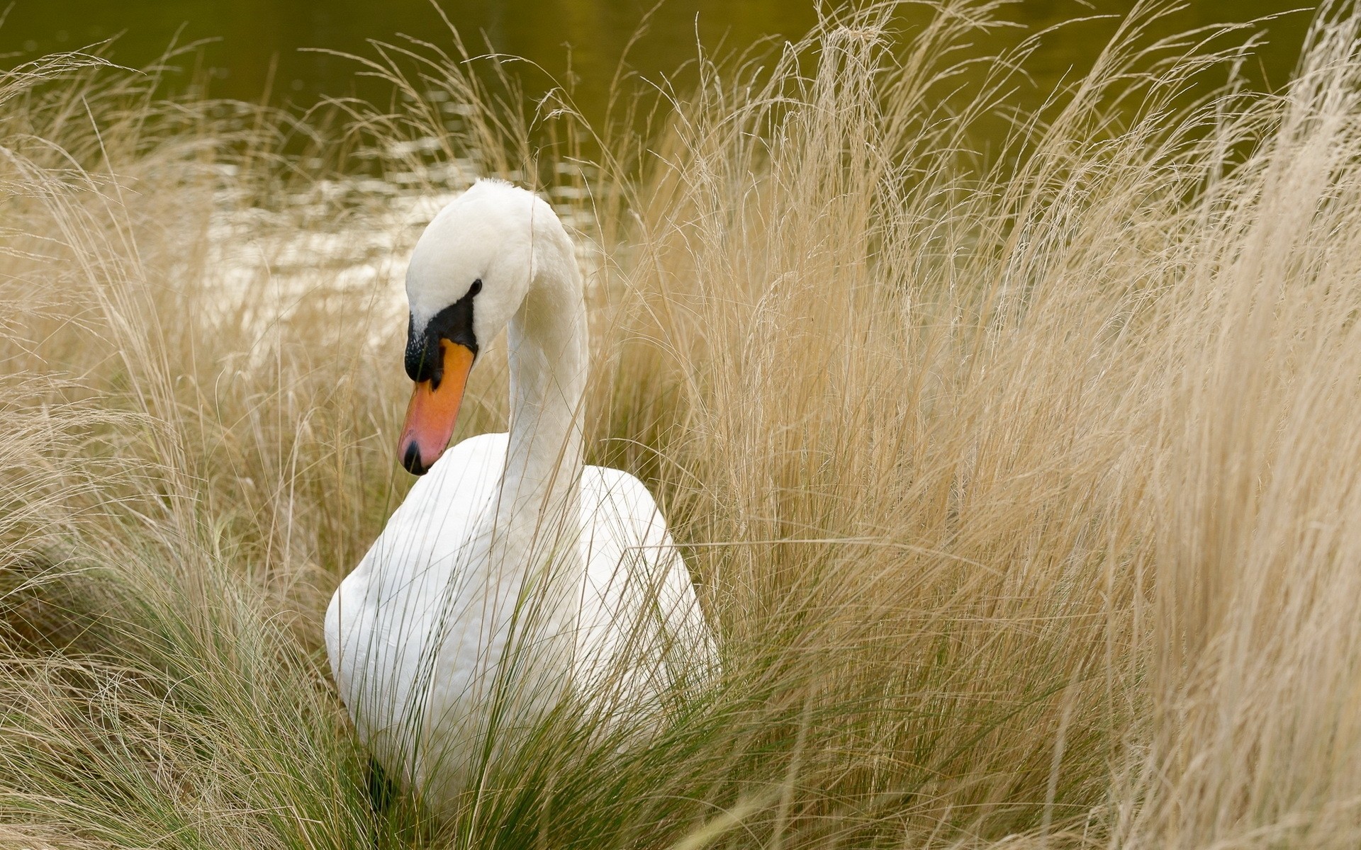 cigni natura erba uccello fauna selvatica animale selvaggio all aperto piuma campo estate cigno cigno bianco