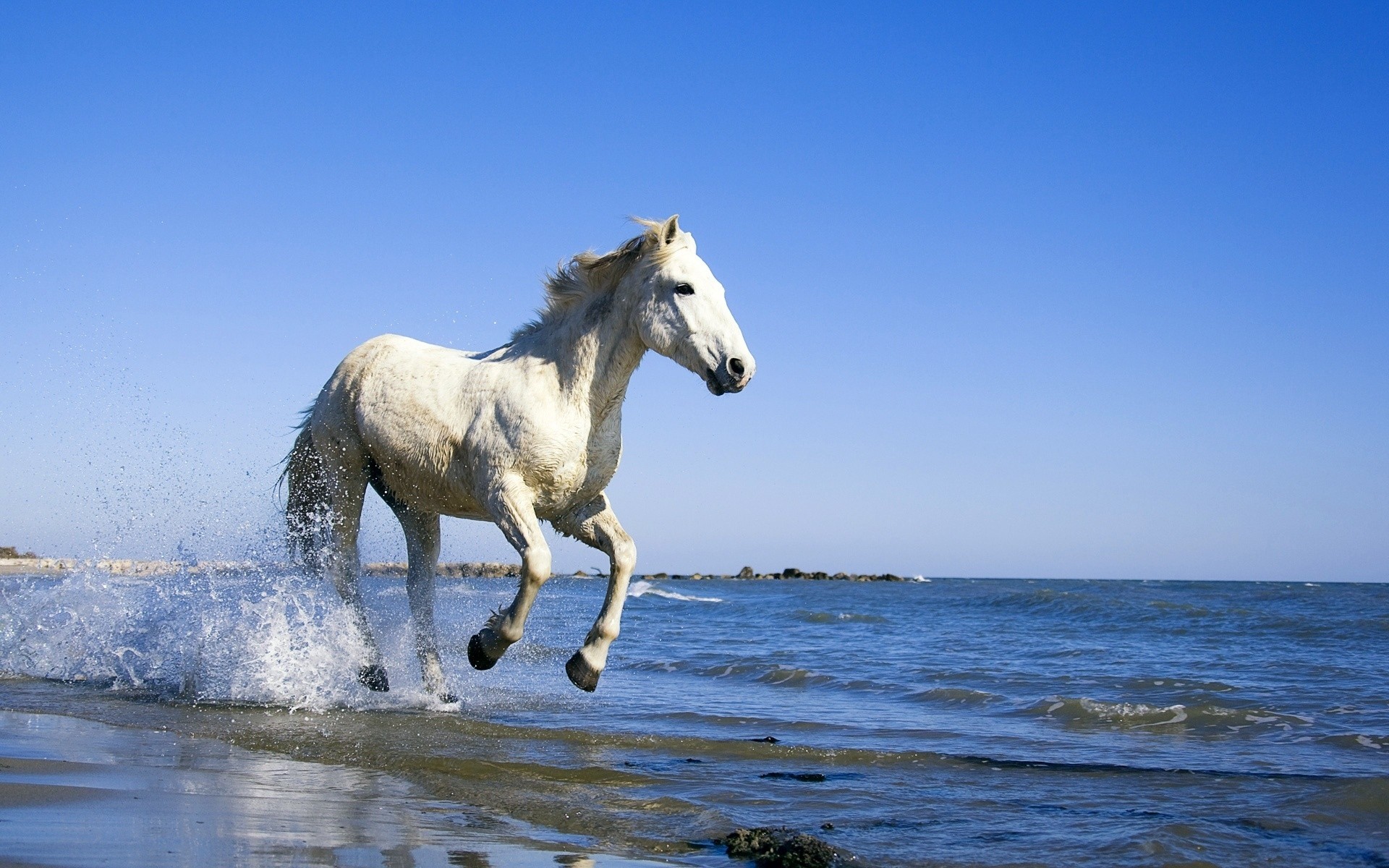 animals mammal horse mare outdoors water cavalry sky nature animal summer freedom stud ocean free relaxing