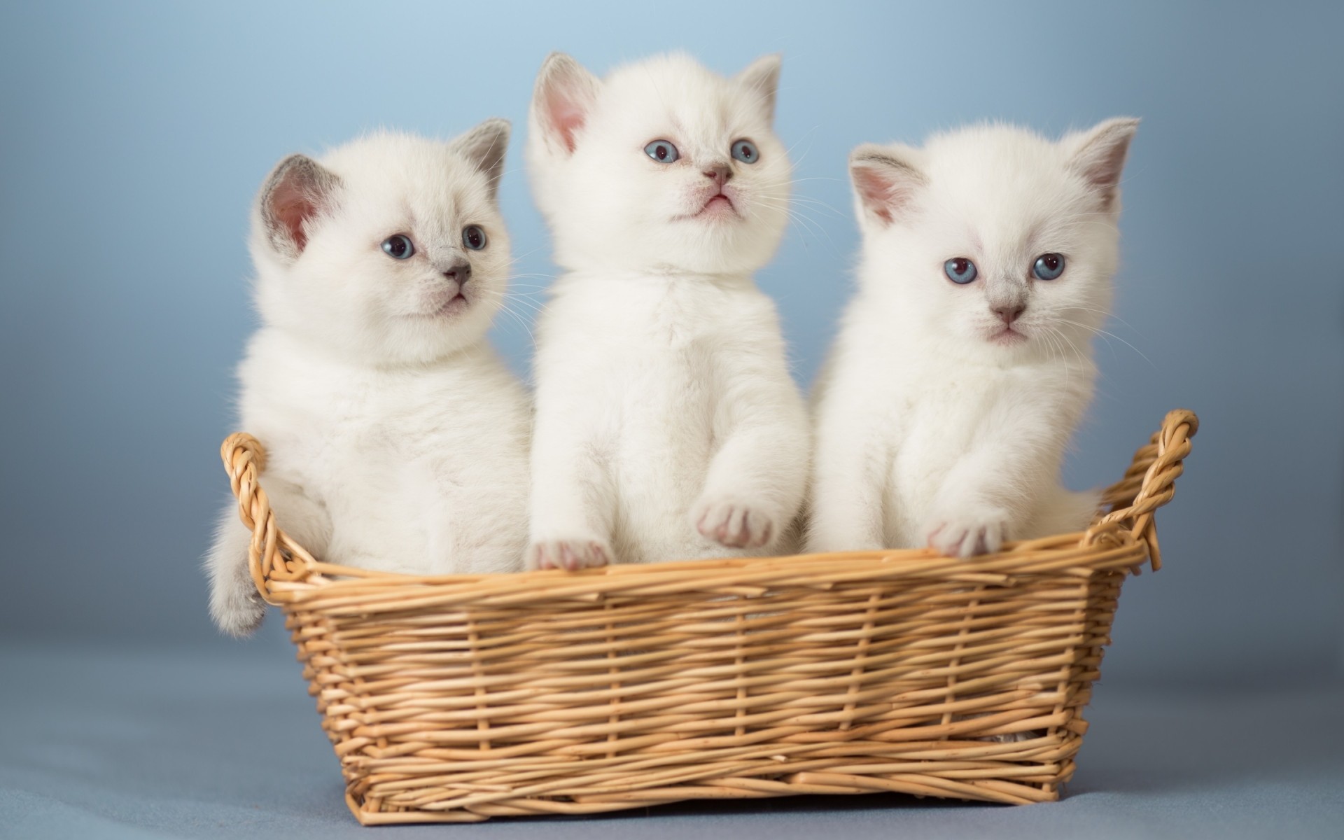 chat mignon chat panier mammifère petit animal chaton animal s asseoir enfant fourrure vers le bas jeune adorable portrait drôle domestique studio aperçu chatons