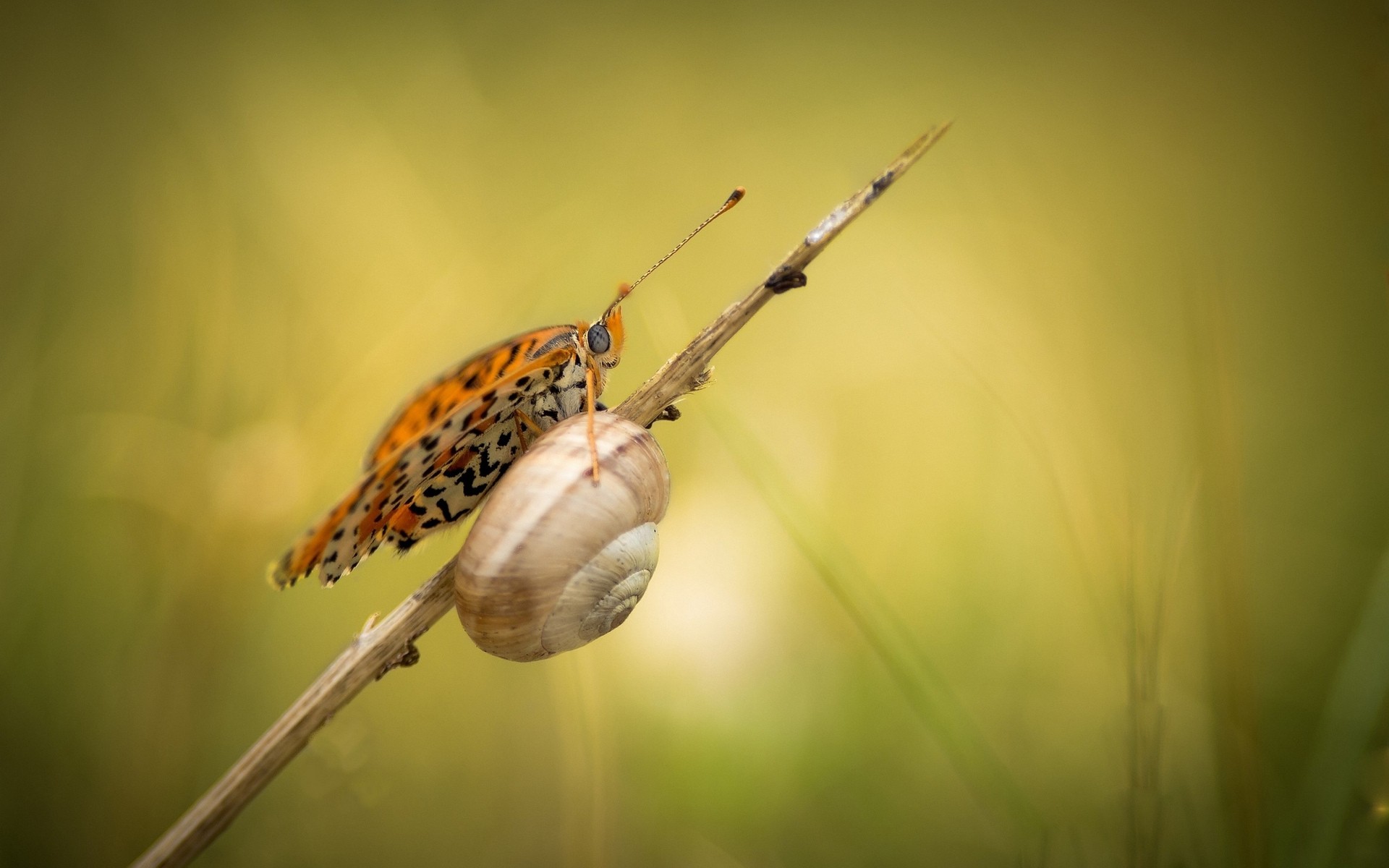 insectes nature insecte invertébré à l extérieur la faune jardin animal gros plan sauvage escargot papillon