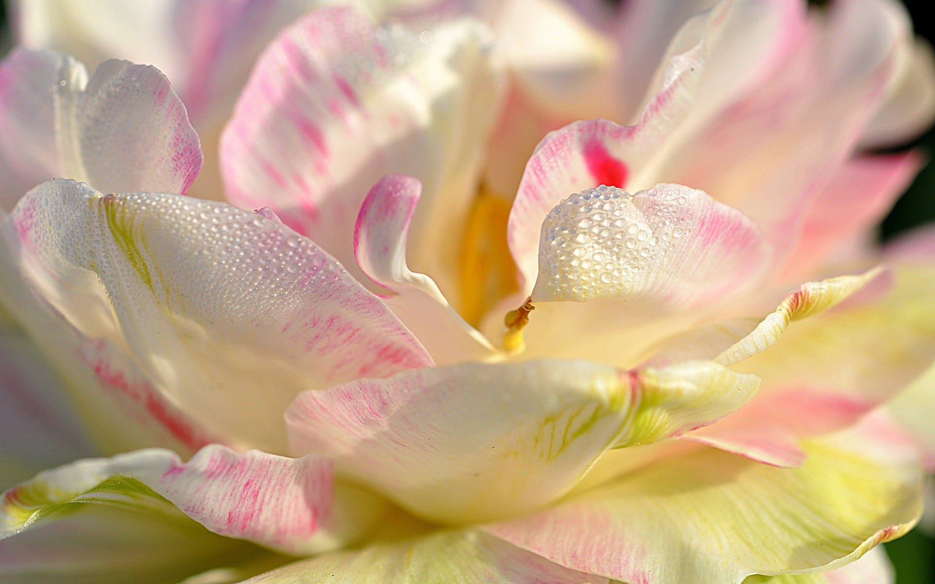 flowers flower nature garden beautiful flora color floral petal gift leaf close-up love desktop blooming tulip romantic bright summer birthday magnolia petals white flower