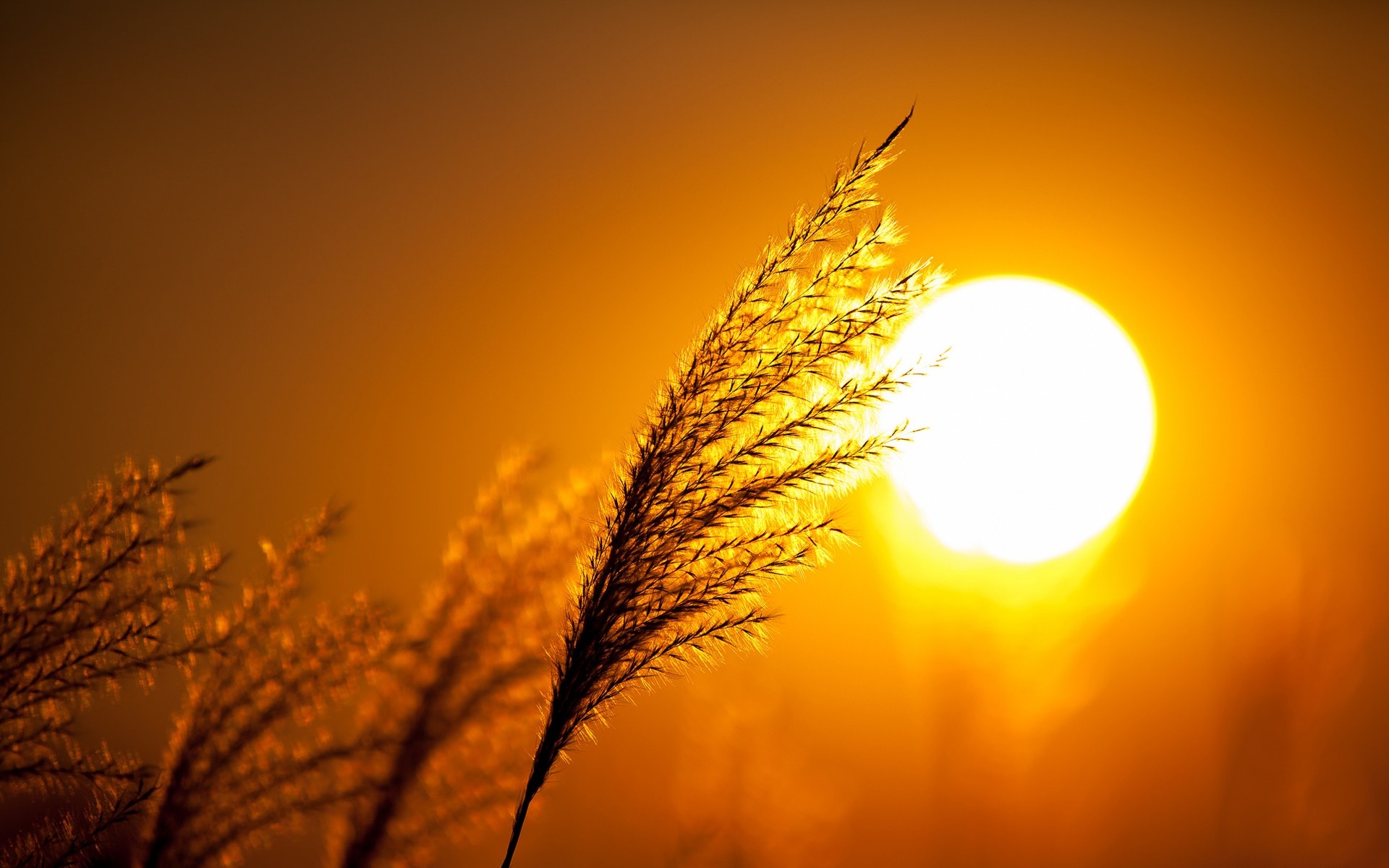 landscapes sun sunset dawn nature gold light field fair weather rural bright summer sky silhouette evening seed wheat landscape fall color plant