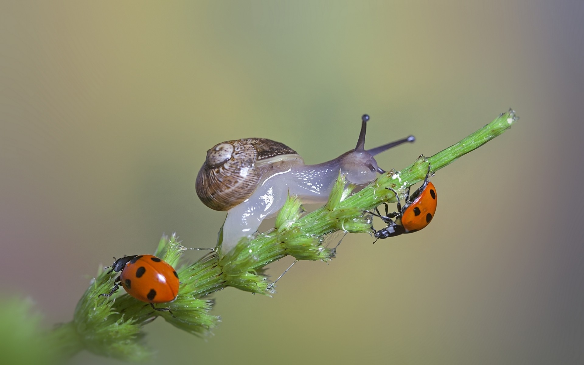 insetos inseto invertebrados joaninha besouro biologia vida selvagem natureza antena pequeno ao ar livre minúsculo jardim folha animal caracol joaninha folha de grama