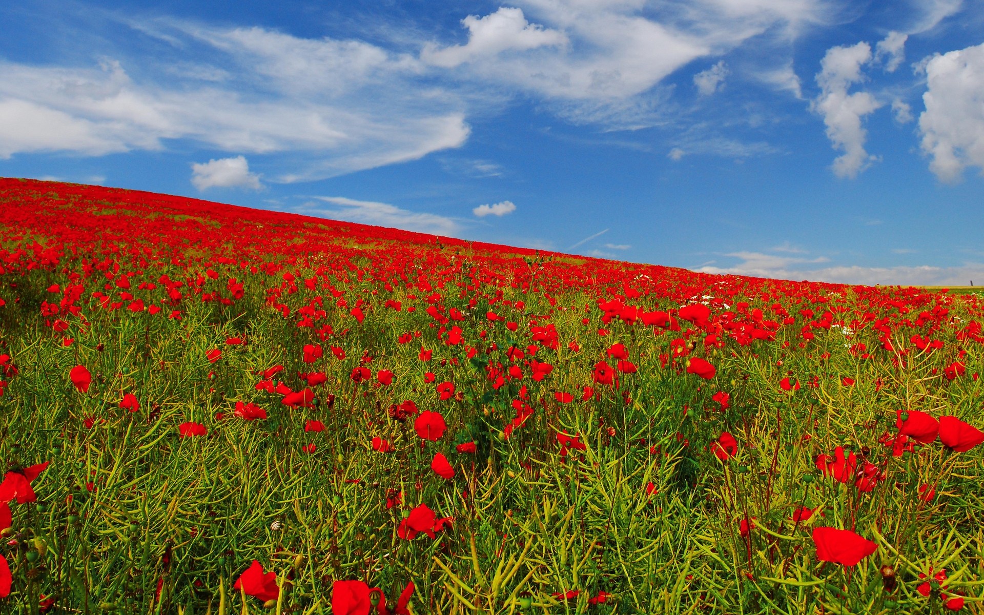 flowers poppy flower field hayfield nature grass flora landscape rural summer outdoors grassland growth countryside wildflower agriculture farm wild color poppies sky