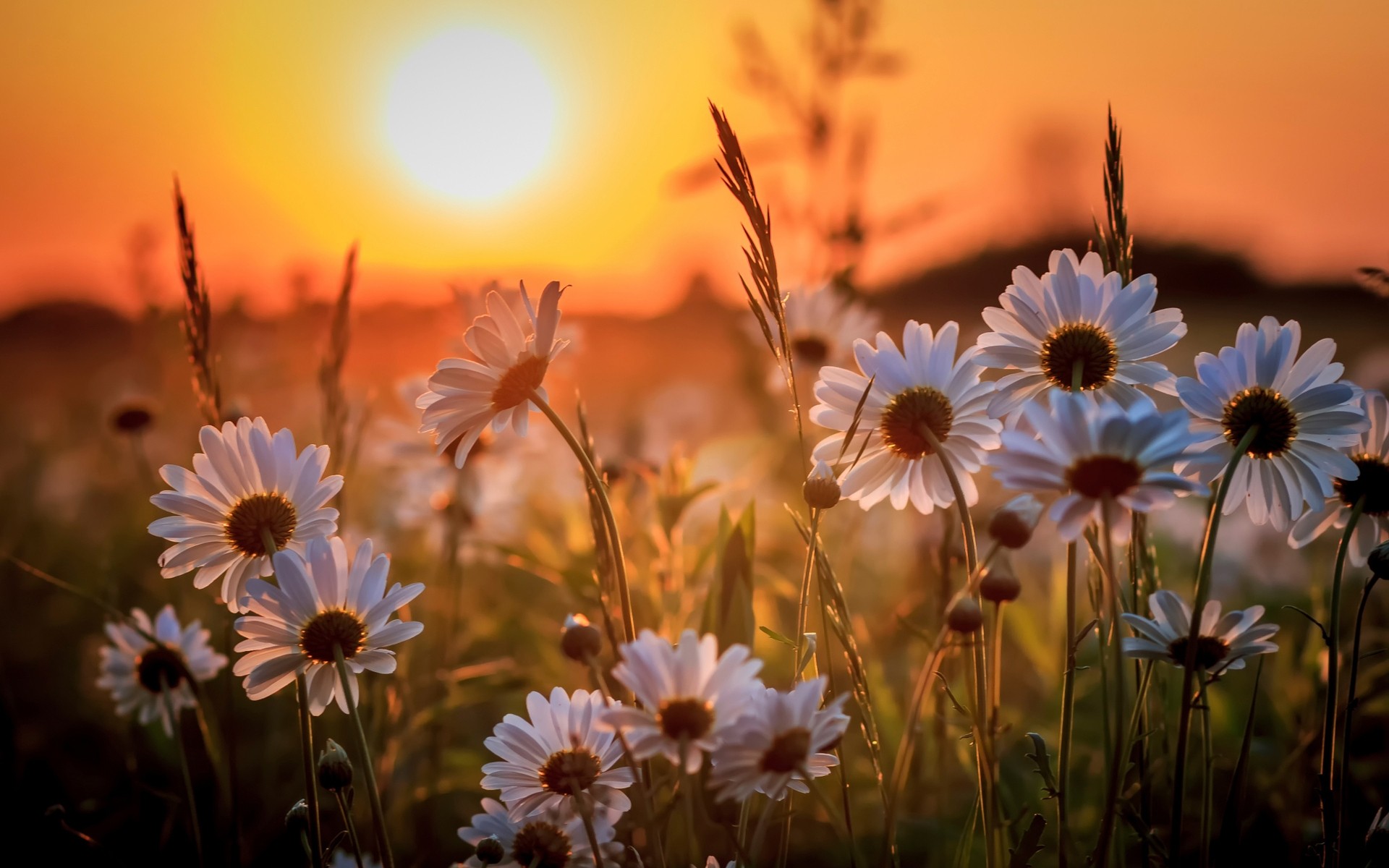 fleurs nature fleur champ été soleil flore beau temps croissance jardin rural herbe à l extérieur foin gros plan saison camomille feuille couleur lumineux