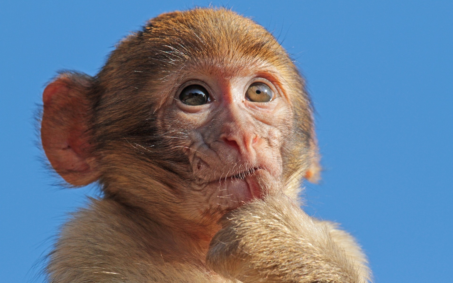 tiere säugetier porträt tierwelt affe tier niedlich fell ein lustig vorsteher natur