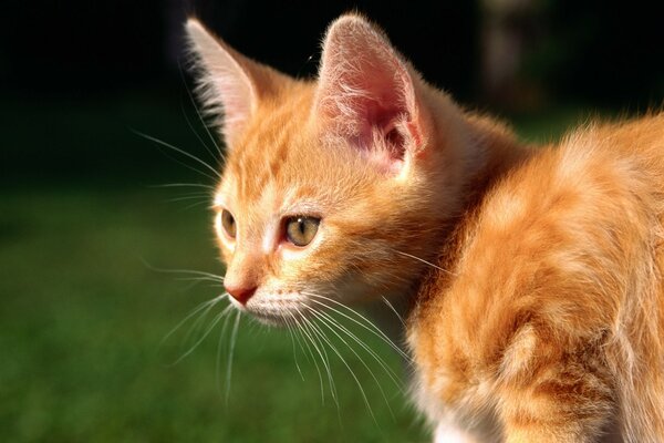 A red-haired cat with a long mustache looks somewhere