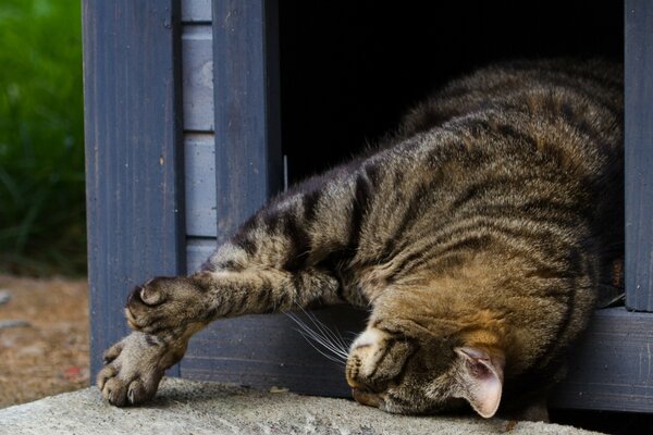 Un gato duerme en una casa de madera en la calle