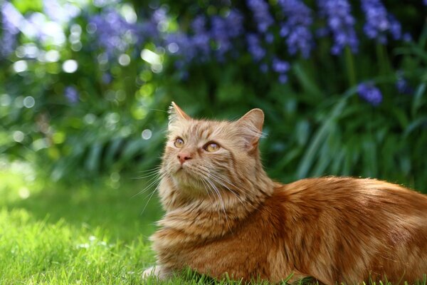 Chat mignon reposant sur l herbe