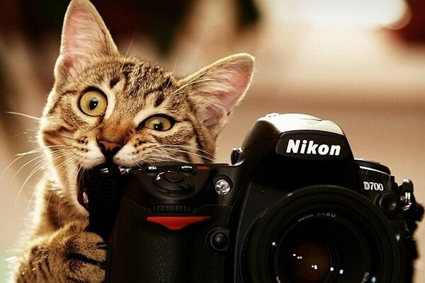 Un gato fotógrafo muy inteligente