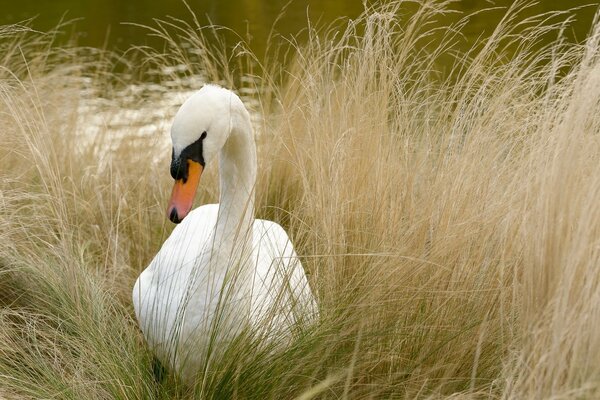 Cisnes en la naturaleza junto al lago