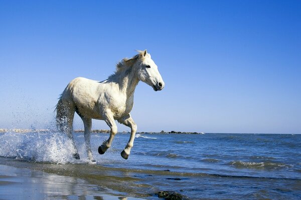 Hermosa vista de un caballo corriendo por la orilla del mar