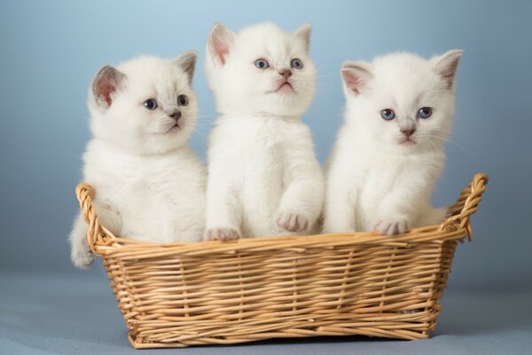 Tres gatitos peludos en una cesta