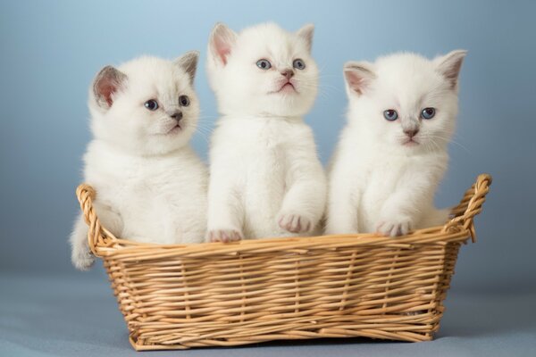 Три пушистых котенка в корзине