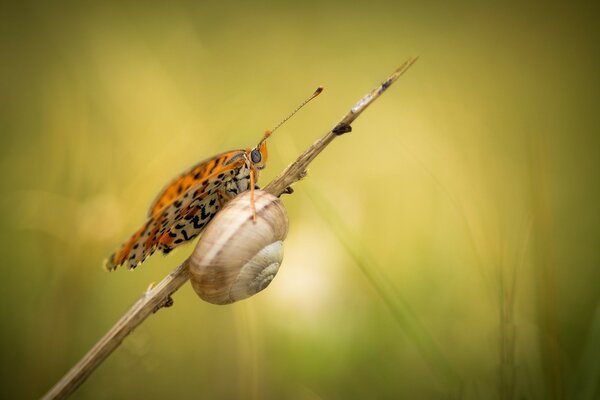 Schmetterling und Schnecke trafen sich auf einem Ast