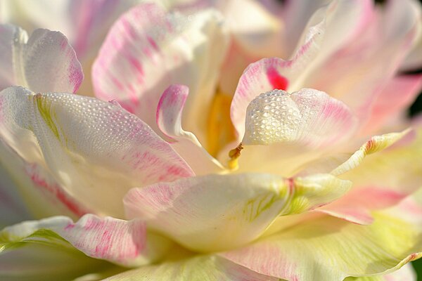 Délicate fleur rose et blanche avec des gouttes d eau