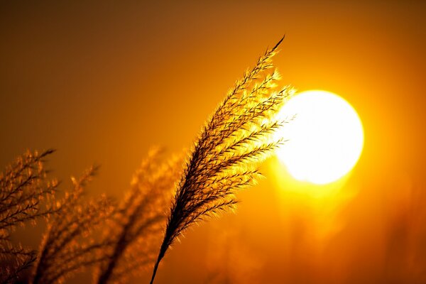 Campo rosso brillante al tramonto