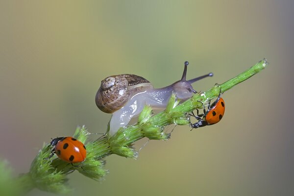 Schnecke mit Marienkäfern in wilder Umgebung