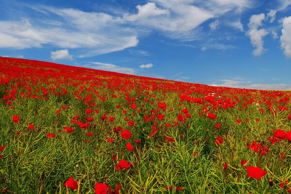 El campo está lleno de colores del rojo