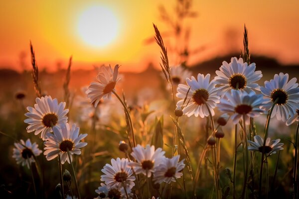 Marguerites des champs au coucher du soleil