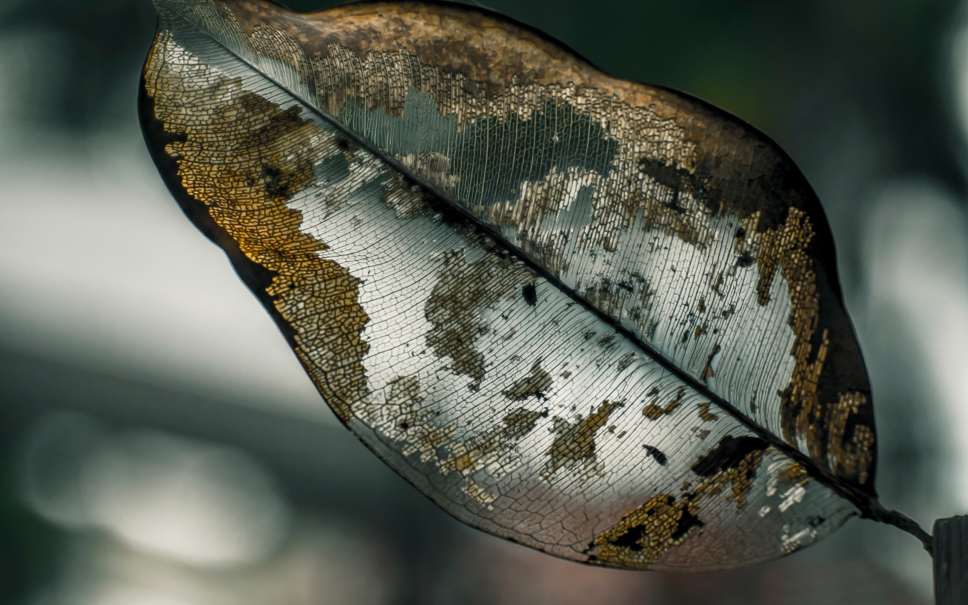 природа один животное рабочего стола лист