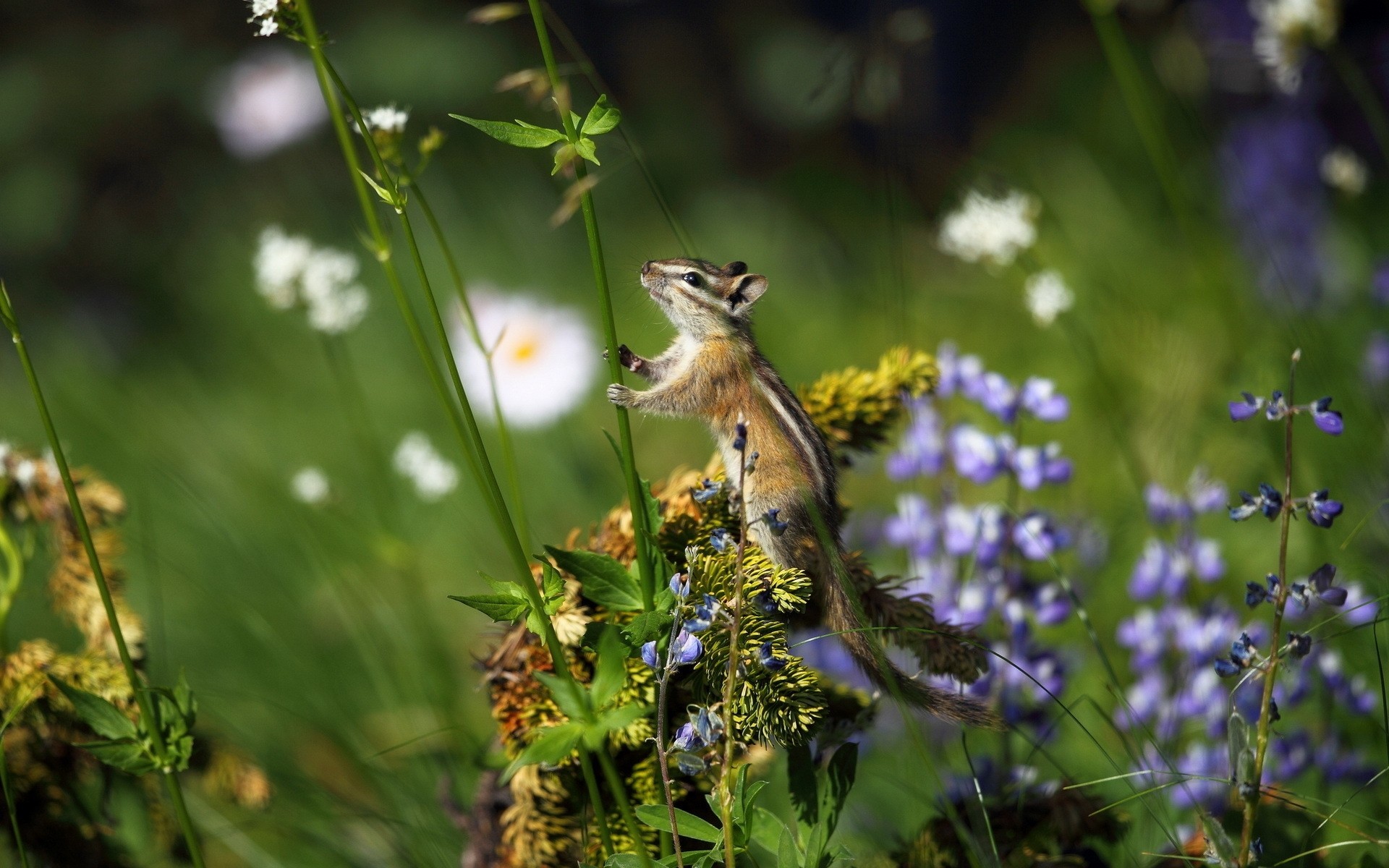 animaux nature fleur à l extérieur herbe été peu flore jardin feuille sauvage foin tamia écureuil