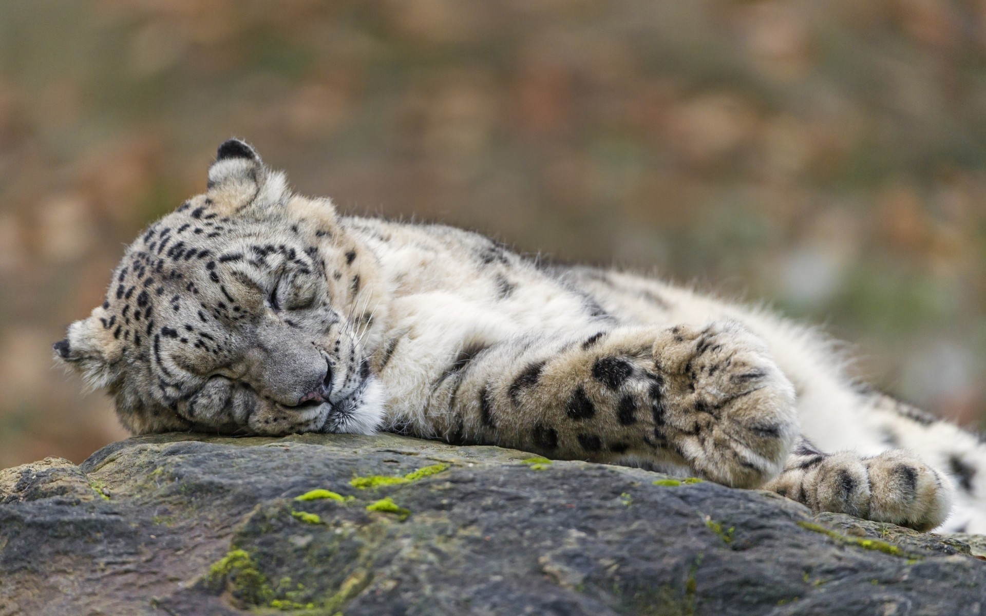 tiere tierwelt säugetier katze natur tier fleischesser raubtier wild groß fell zoo jäger gefährdet im freien leopard gefahr schneeleopard stein schlaf