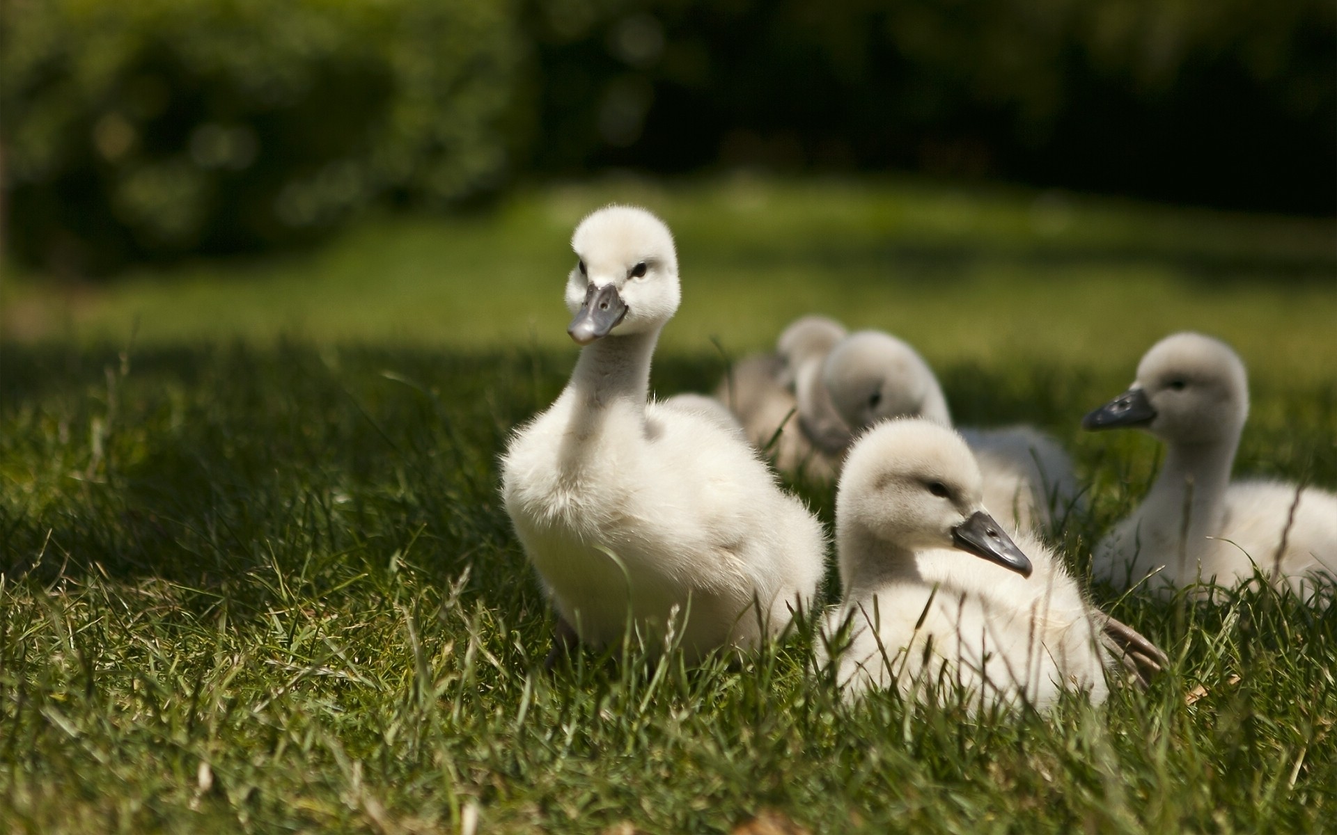 łabędzie ptak dzika trawa zwierzę natura gęś pióro ptaki łabędź dam dziób dziki śliczny odkryty ptactwo wodne pole