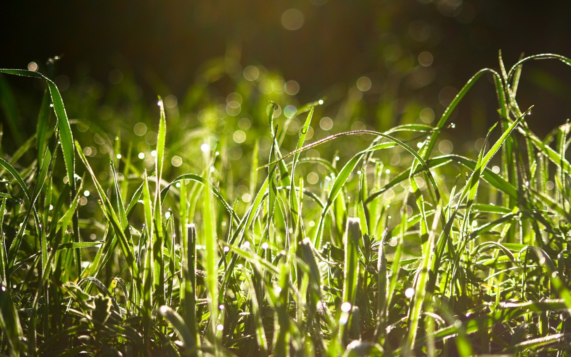 plants grass dew flora growth field rain garden drop dawn lawn leaf blade lush nature environment summer hayfield sun freshness wet grass droplets