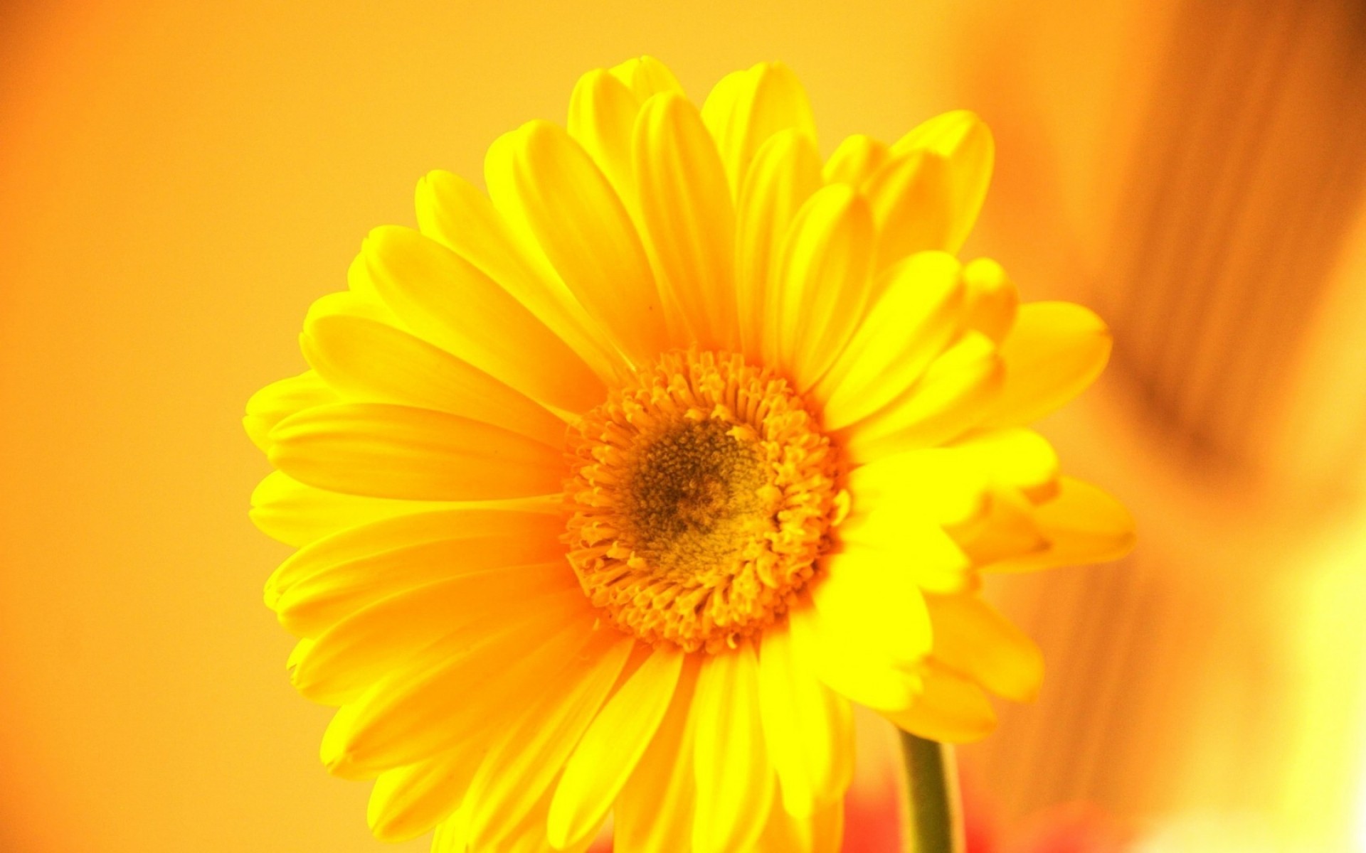 çiçekler çiçek doğa flora yaz parlak renk petal büyüme sarı gerbera gerbera