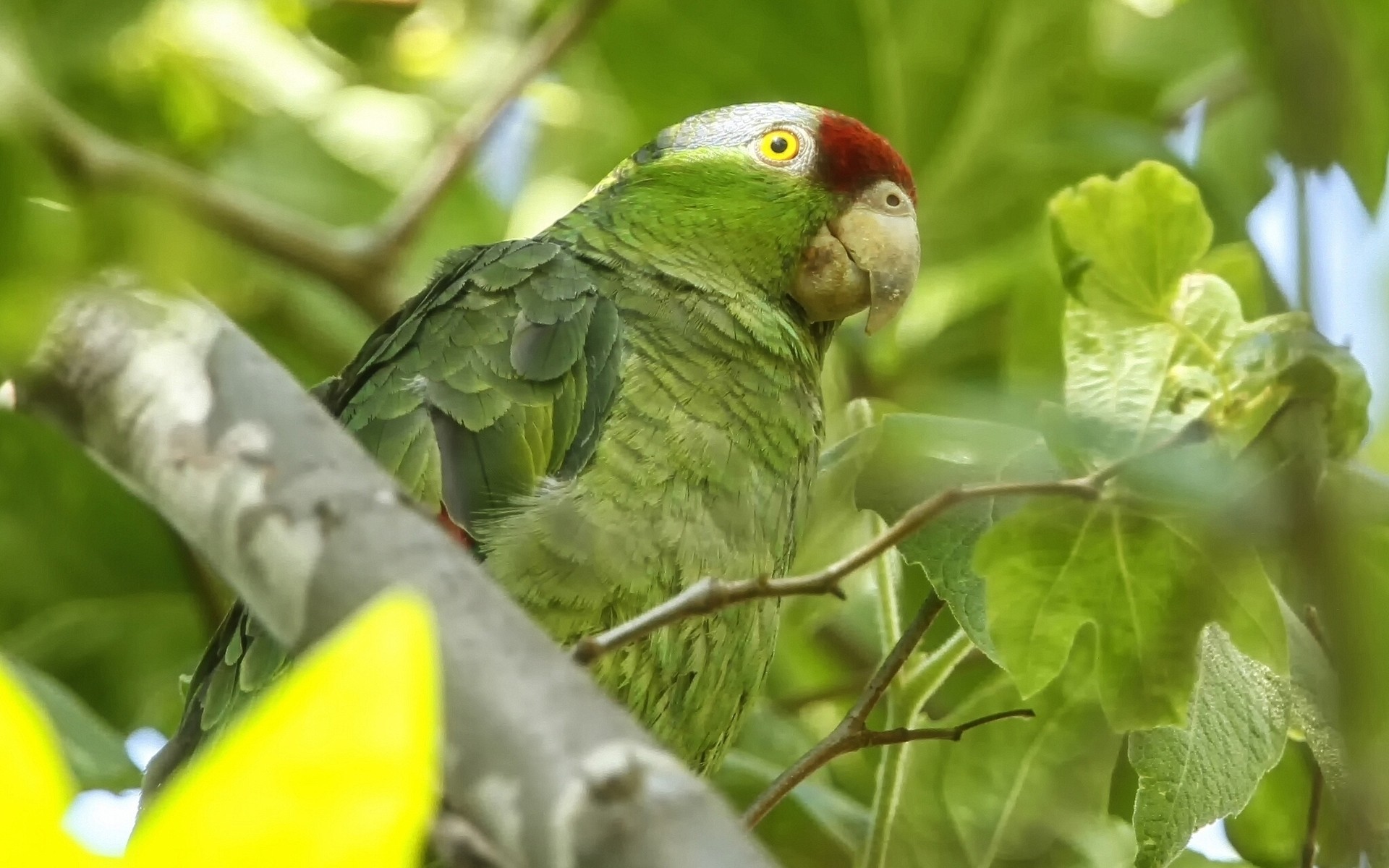 parrot nature wildlife bird animal tropical outdoors leaf wild little wing tree green parrot exotic parrot