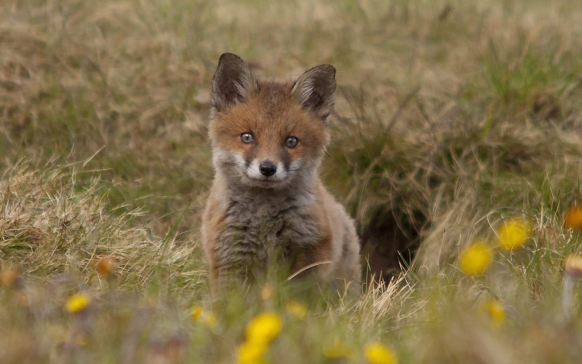 animals mammal wildlife nature fox grass animal outdoors wild cute canine cub