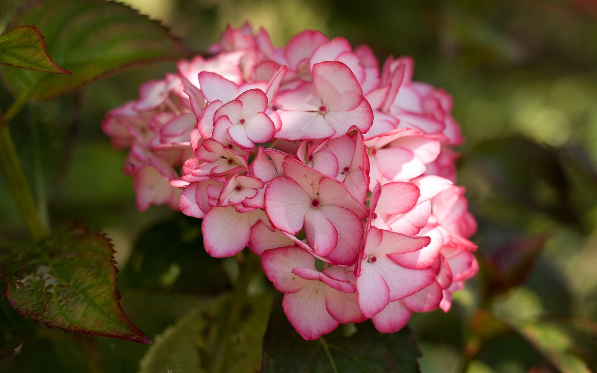 blumen blume natur flora garten blatt blumen farbe blühen blütenblatt rose schließen sommer schön strauch saison baum park zweig hell hortensie blüht hortensie blume rosa hortensie