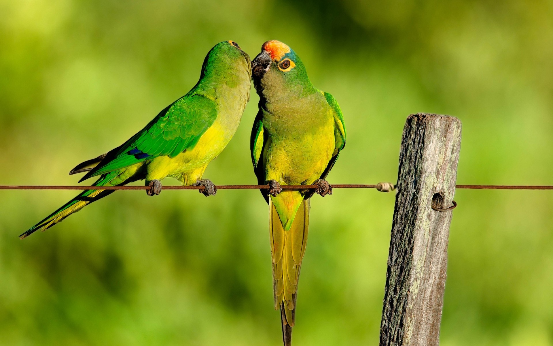 papagaio pássaro vida selvagem natureza bico asa aviano animal tropical selvagem