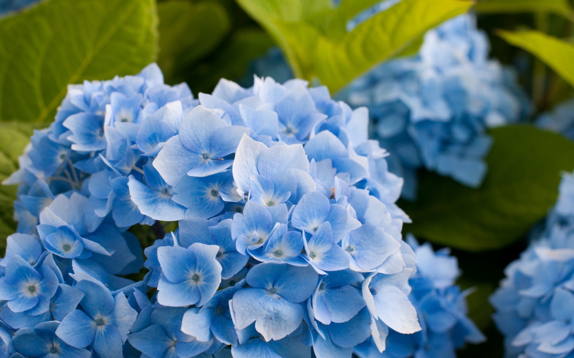 flowers nature leaf flower flora garden summer hydrangea floral petal blooming close-up color season bright outdoors hydrangea blossoms hydrangea flower blue hydrangea