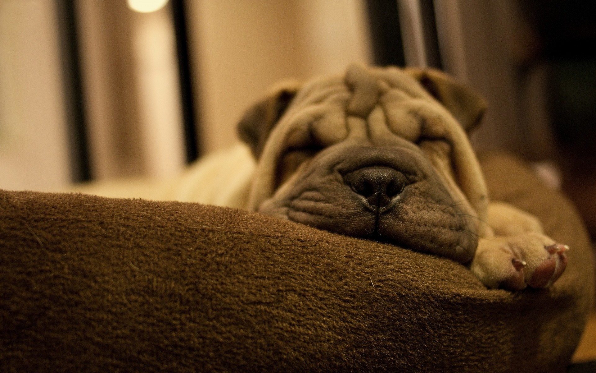 cães cão dormir dentro de casa retrato mobília família cama