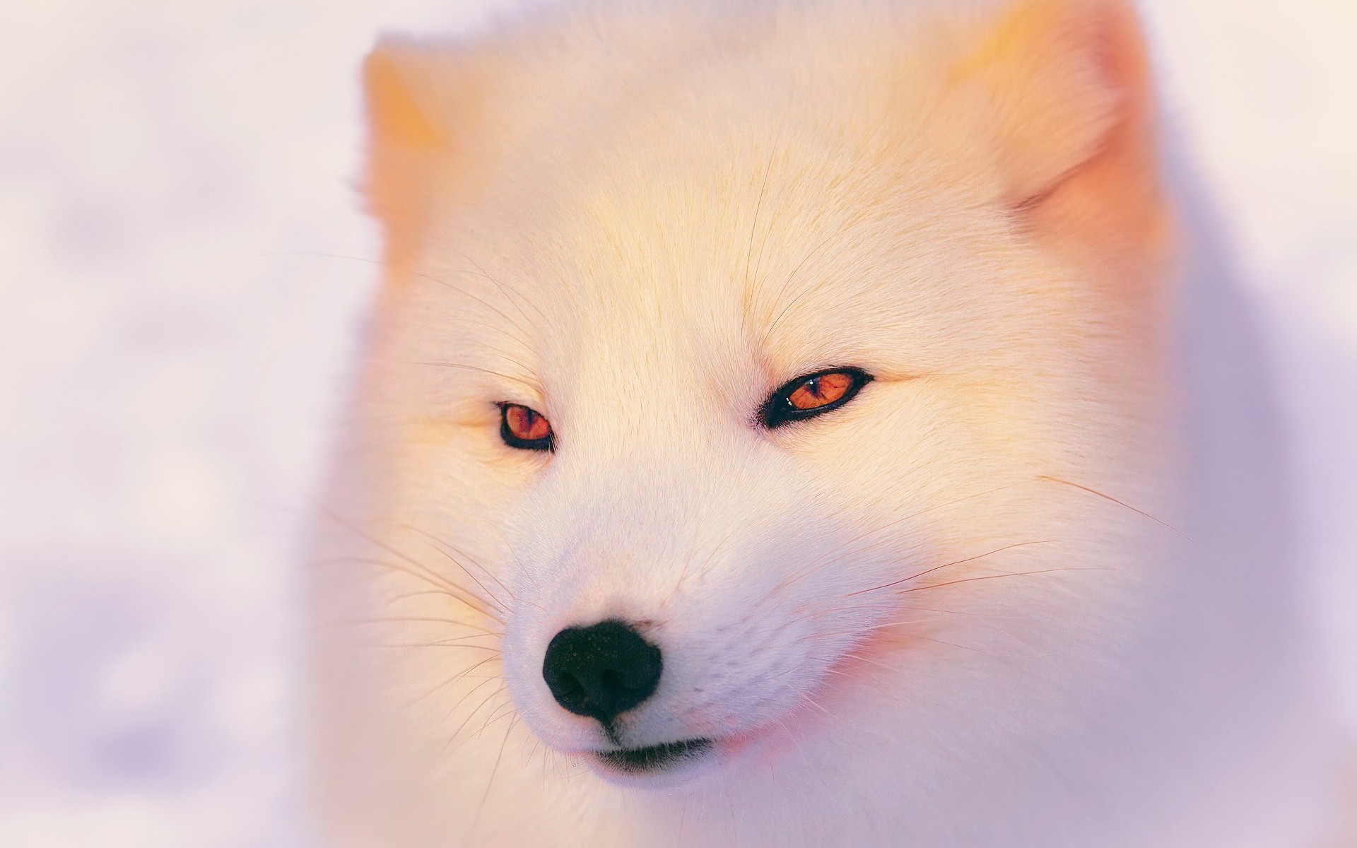 animaux mignon petit oeil mammifère curiosité un aperçu vers le bas drôlement portrait animal renard renard blanc