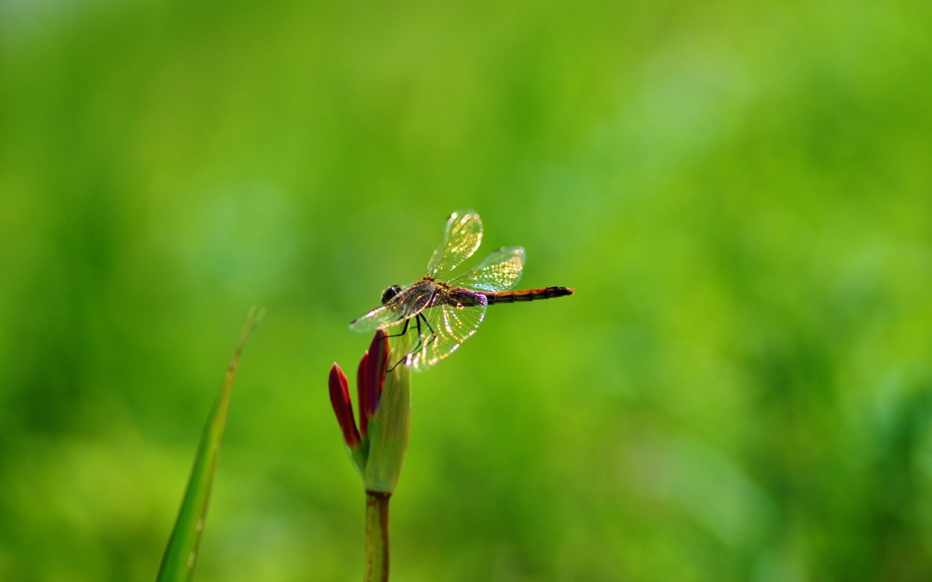 insectos naturaleza hoja hierba al aire libre verano desenfoque insecto pequeño flora vida silvestre libélula planta flor