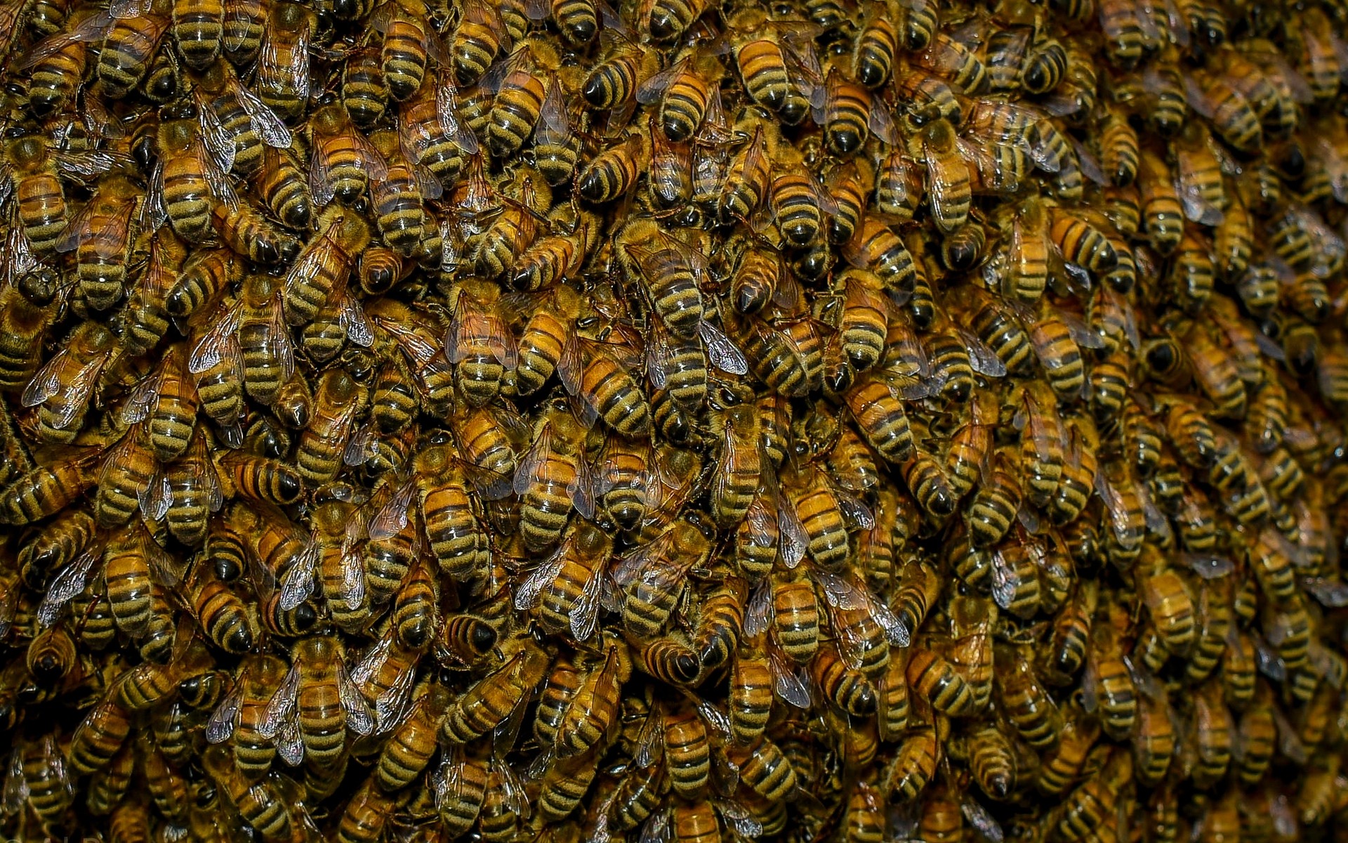 insetos colmeia abelha cera de abelha mel favo de mel cera apiário apicultura abelhas inseto hexágono telefone celular córrego pólen diligente pente polinização vespa ninho larva