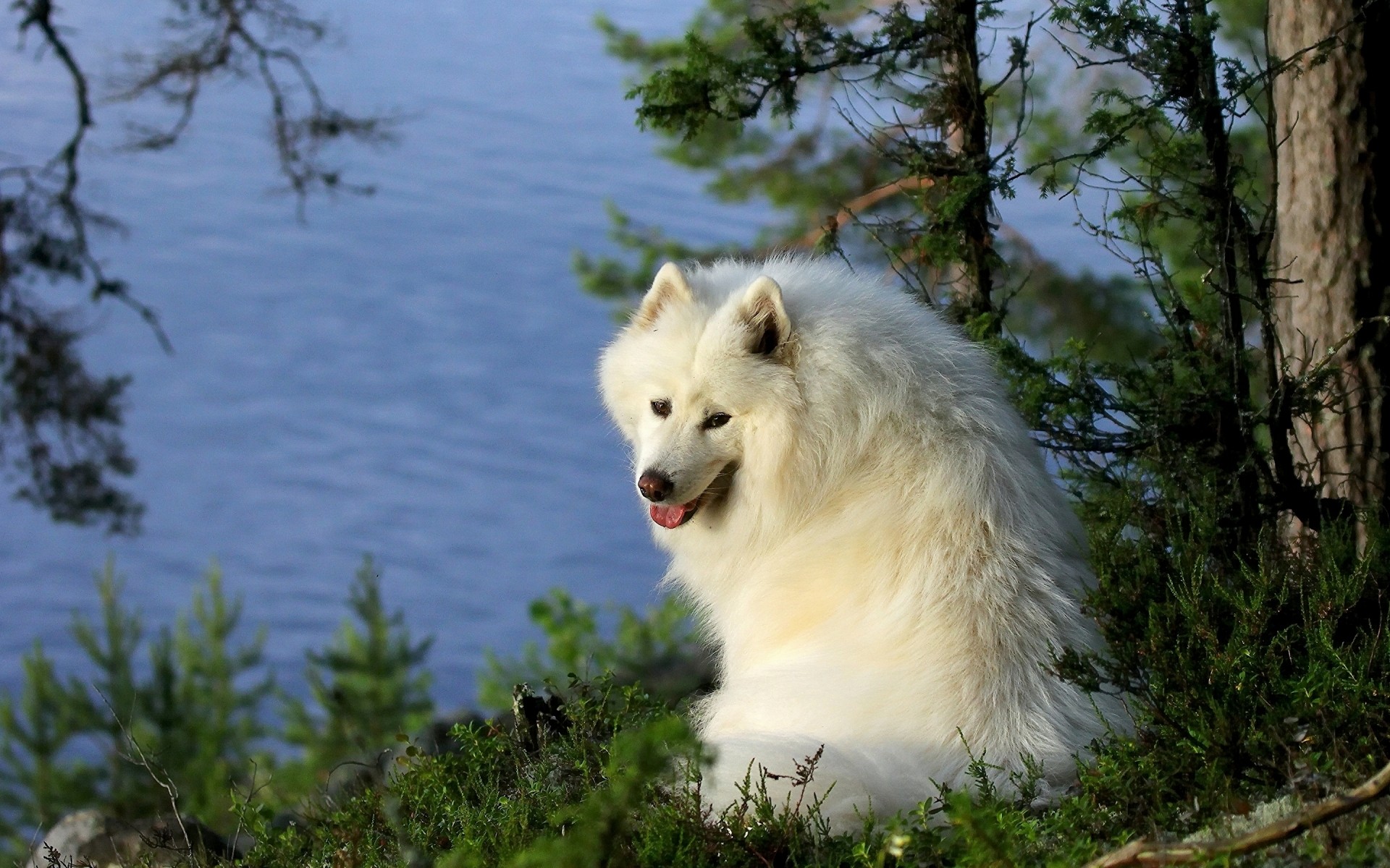 köpekler doğa memeli açık havada yaban hayatı