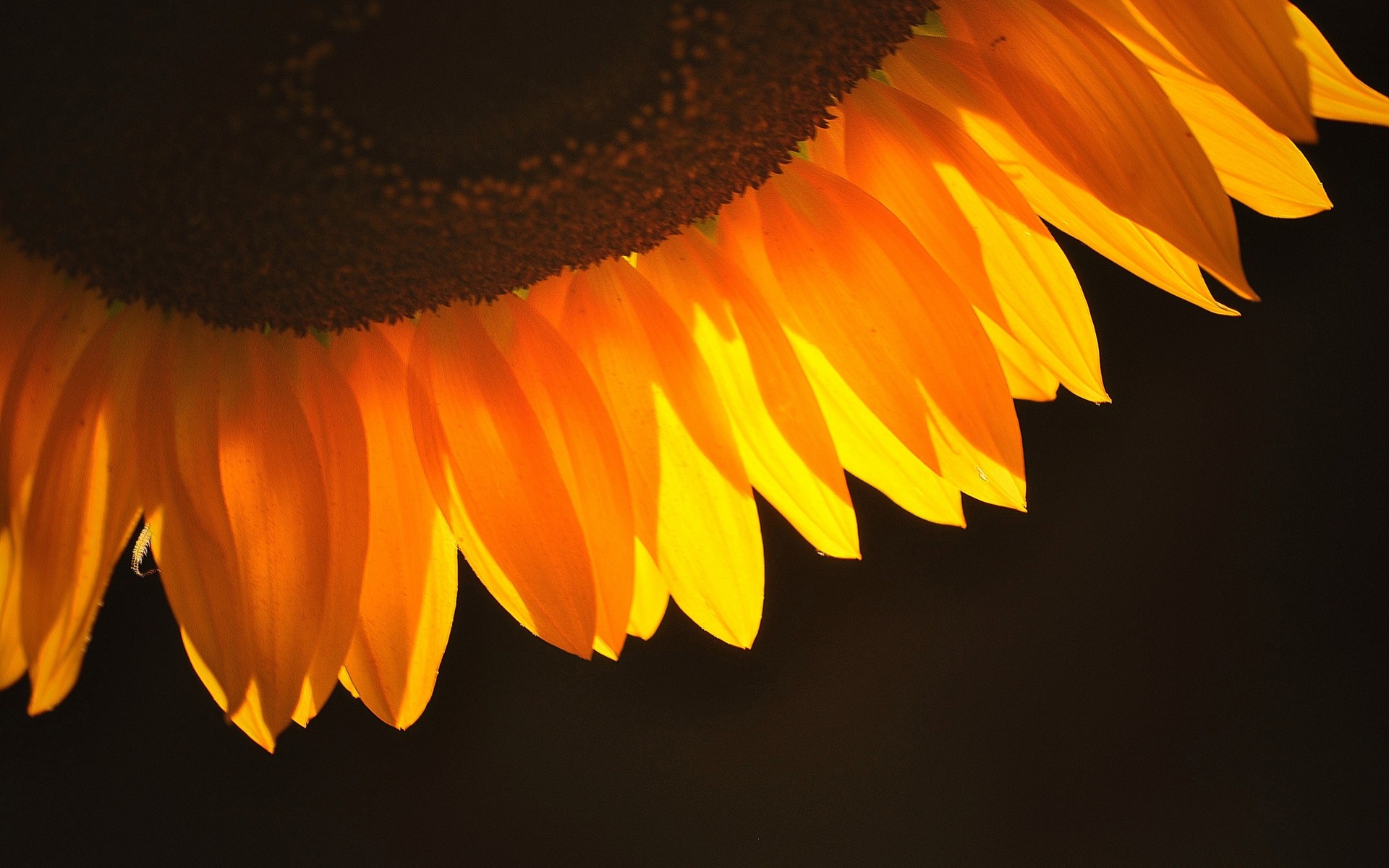 flowers flower nature color bright sunflower