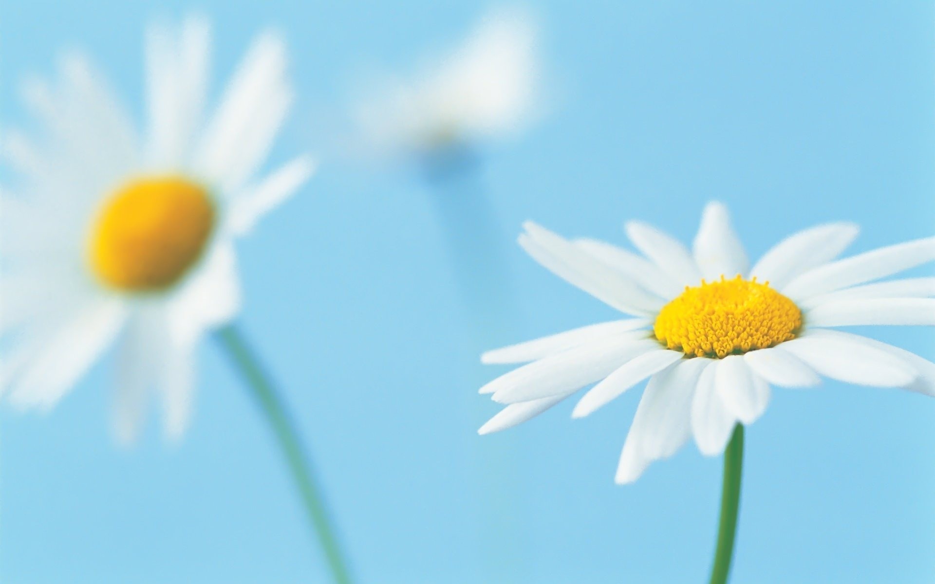 flowers nature flower chamomile flora summer blur petal color bright close-up leaf hayfield fair weather white daisies daisies