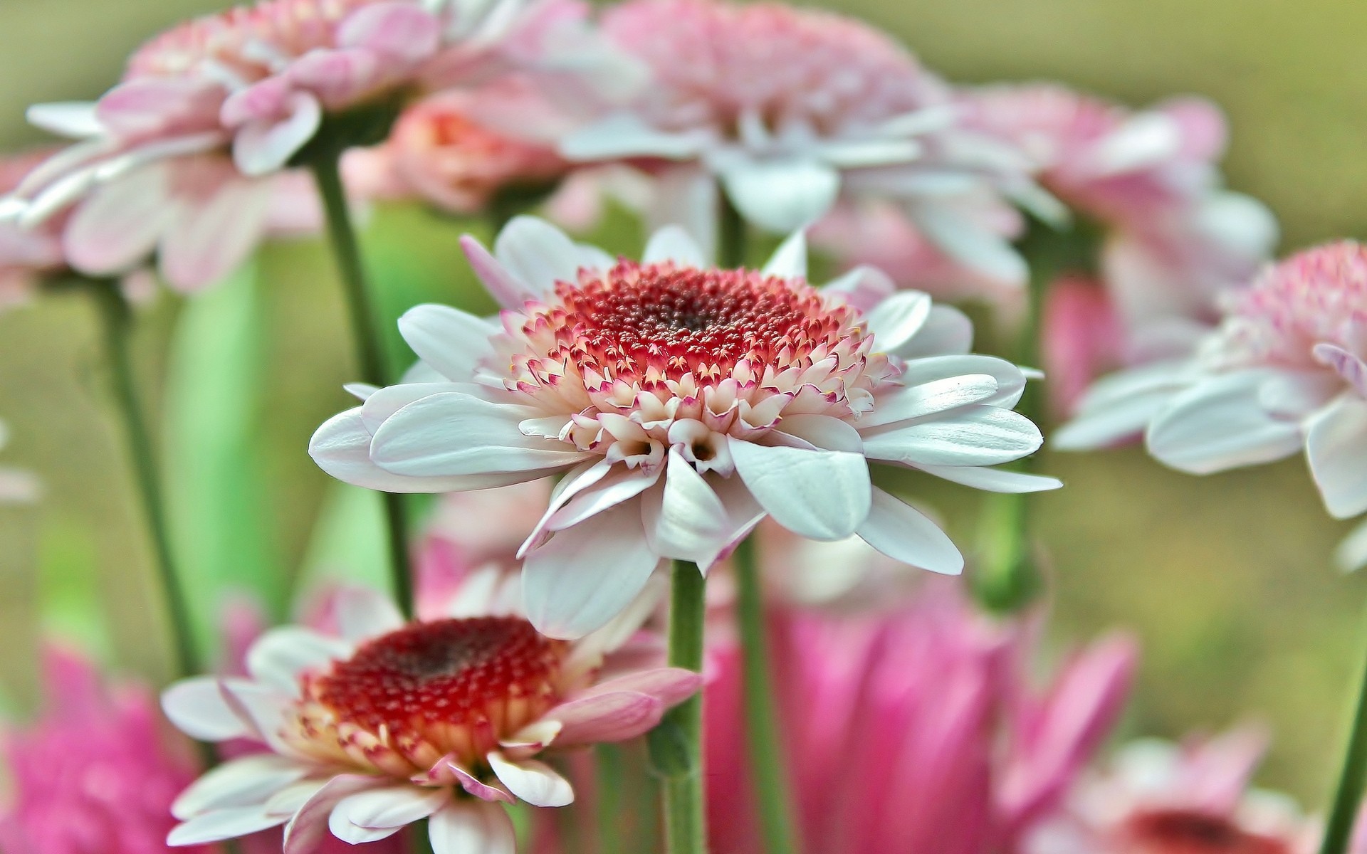 flowers flower nature flora summer floral petal leaf garden beautiful close-up blooming bright bouquet color season gift gerbera pink gerbera daisy petals