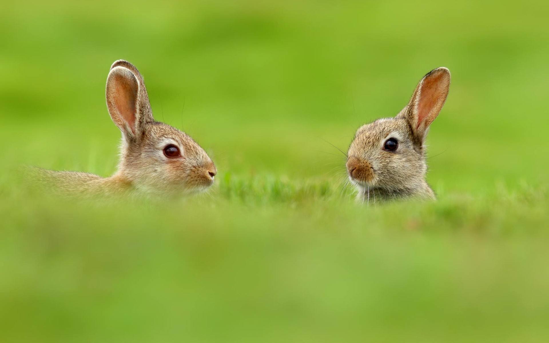 zwierzęta królik króliczek śliczne trawa mało natura puchatek gryzoń wielkanoc zwierzę urocze futro ssak siedzieć młody sianokosy widok