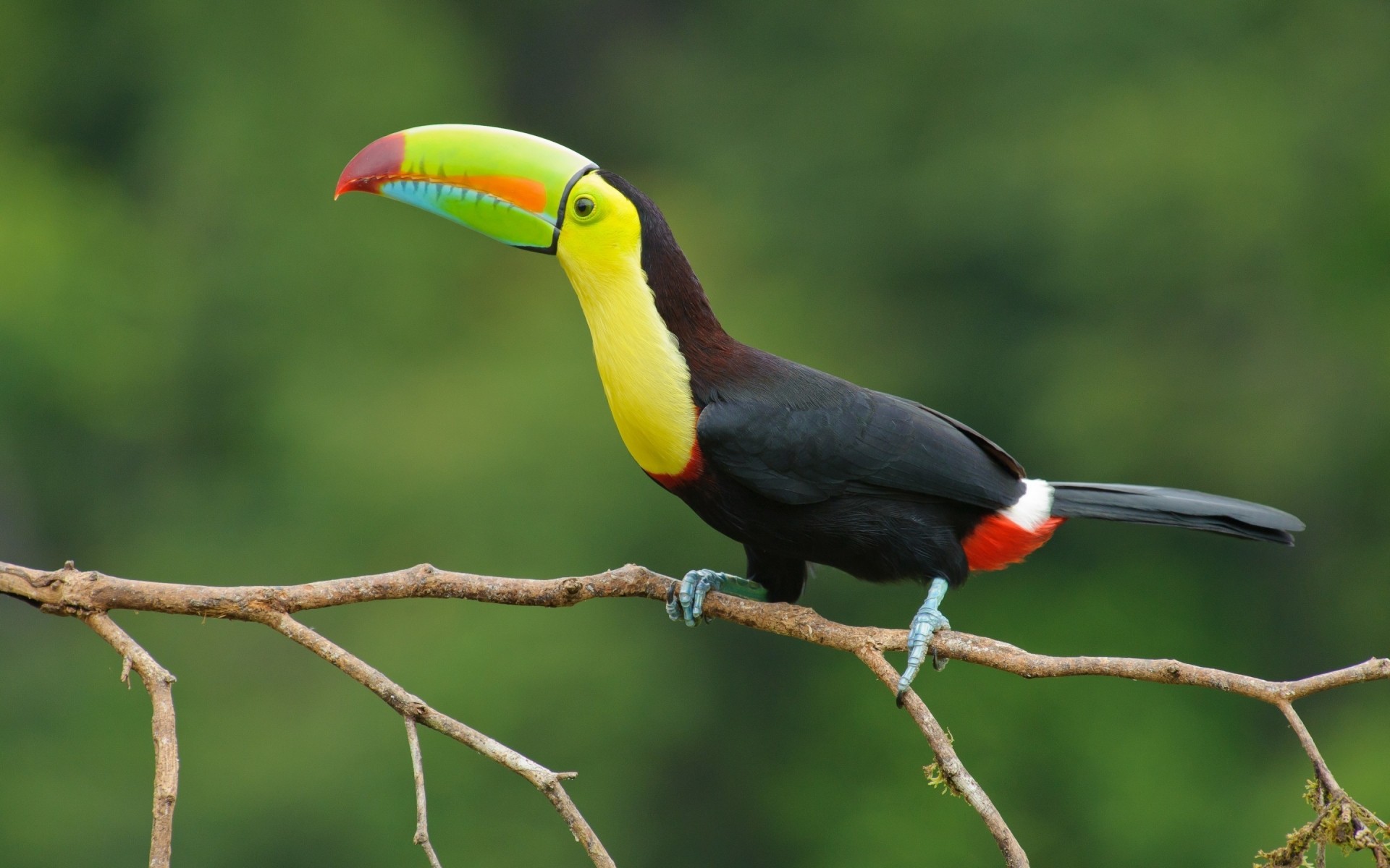 vögel vogel tierwelt im freien natur tukan