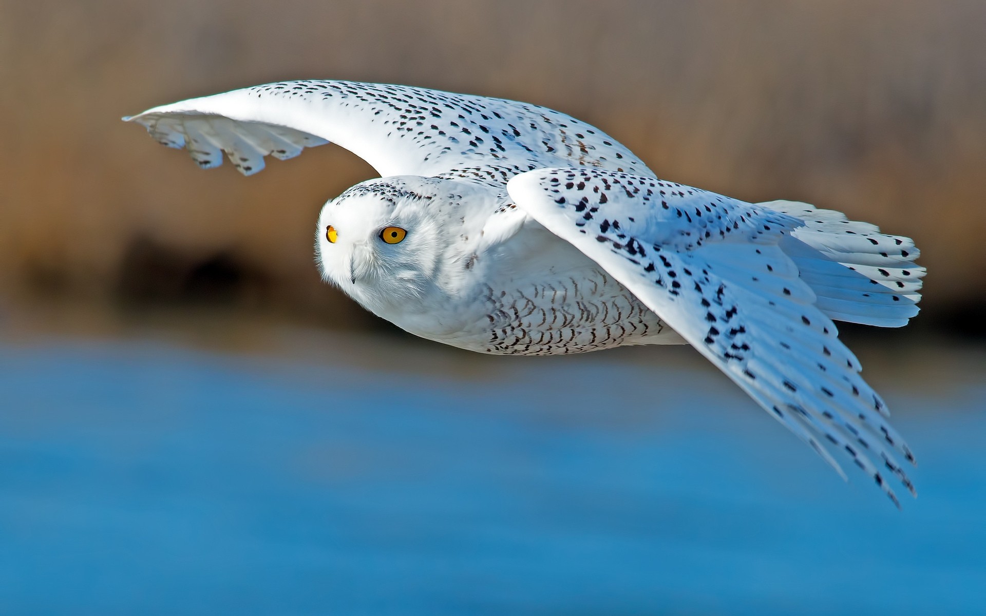 eule vogel tierwelt natur tier weiße eule