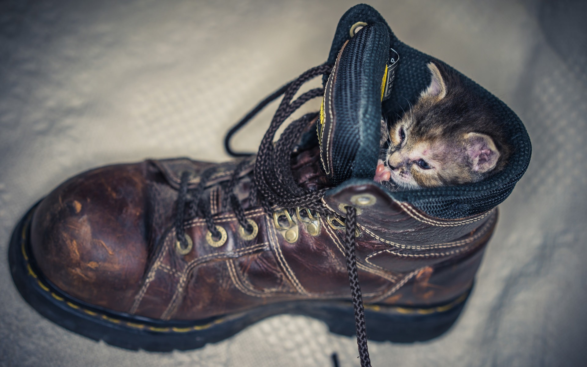 katzen schuhe tragen füße leder eins mode kätzchen schuh kitty